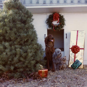 Nixon Family Dogs with Christmas Presents in Front of a Dog House