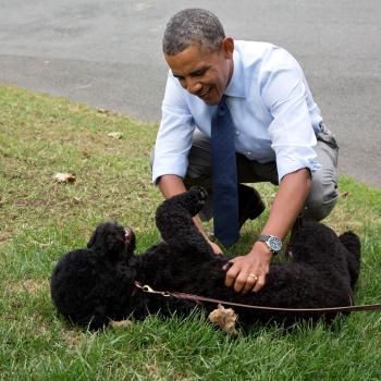 The President plays with Sunny, the new Obama family pet, on the South Lawn on Sunny's first day at the White House