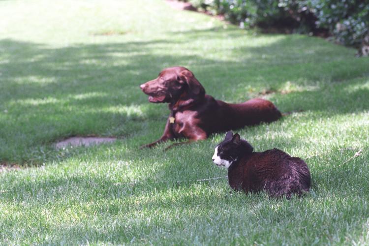 Socks the black and white cat & Buddy brown Labrador dog lay on green grass on the South Lawn of the White House
