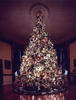 Decorated White House Christmas Tree in a dark Blue Room lit by the light of the tree lights