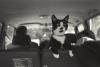 Socks the cat is perched on top of the seat inside a Van.