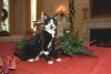Socks the Cat sits next to Christmas decor in the White House on a table with a red table cloth