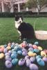 Socks the Cat sits next to Easter eggs placed in the White House Rose Garden. The pastel colored Easter eggs are decorated with cat paw prints.