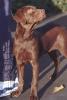 A very young Buddy, a brown Labrador dog, heels on the South Grounds of the White House