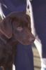 A very young Buddy, a brown Labrador dog heels on the South Grounds of the White House