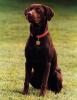 Buddy the brown Labrador dog sits for his official portrait on the South Lawn of the White House