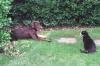 Socks the black and white cat & Buddy brown Labrador dog lays on green grass on the South Lawn of the White House. Buddy is partially obscured by green hedges