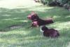 Socks the black and white cat & Buddy brown Labrador dog lay on green grass on the South Lawn of the White House