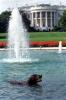 Buddy the brown Labrador dog swims, with a green tennis ball in his mouth, in a fountain on the South Lawn of the White House