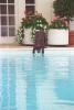 Buddy the brown Labrador dog tries to retrieve a green tennis ball floating in the White House swimming pool.
