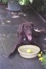 Buddy the brown Labrador dog lays and pants in front of his water bowl. He has placed a green tennis ball in his water bowl