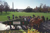 A crowd is gathered around a green, horse drawn wagon. Two horses pull a green wagon containing the White House Christmas tree.