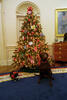 Buddy, a brown Labrador Retriever, and Socks a black cat with white paws, sit in front of the Oval Office Christmas tree