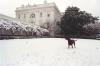 Buddy the brown Labrador dog plays in the snow at the White House. The White House is visible. Snow is covering the ground and the bushes in the background.