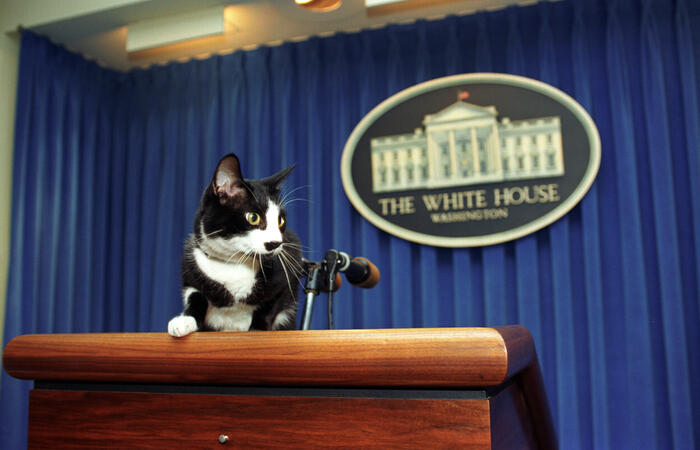 Socks at the podium in the White House Press Briefing Room