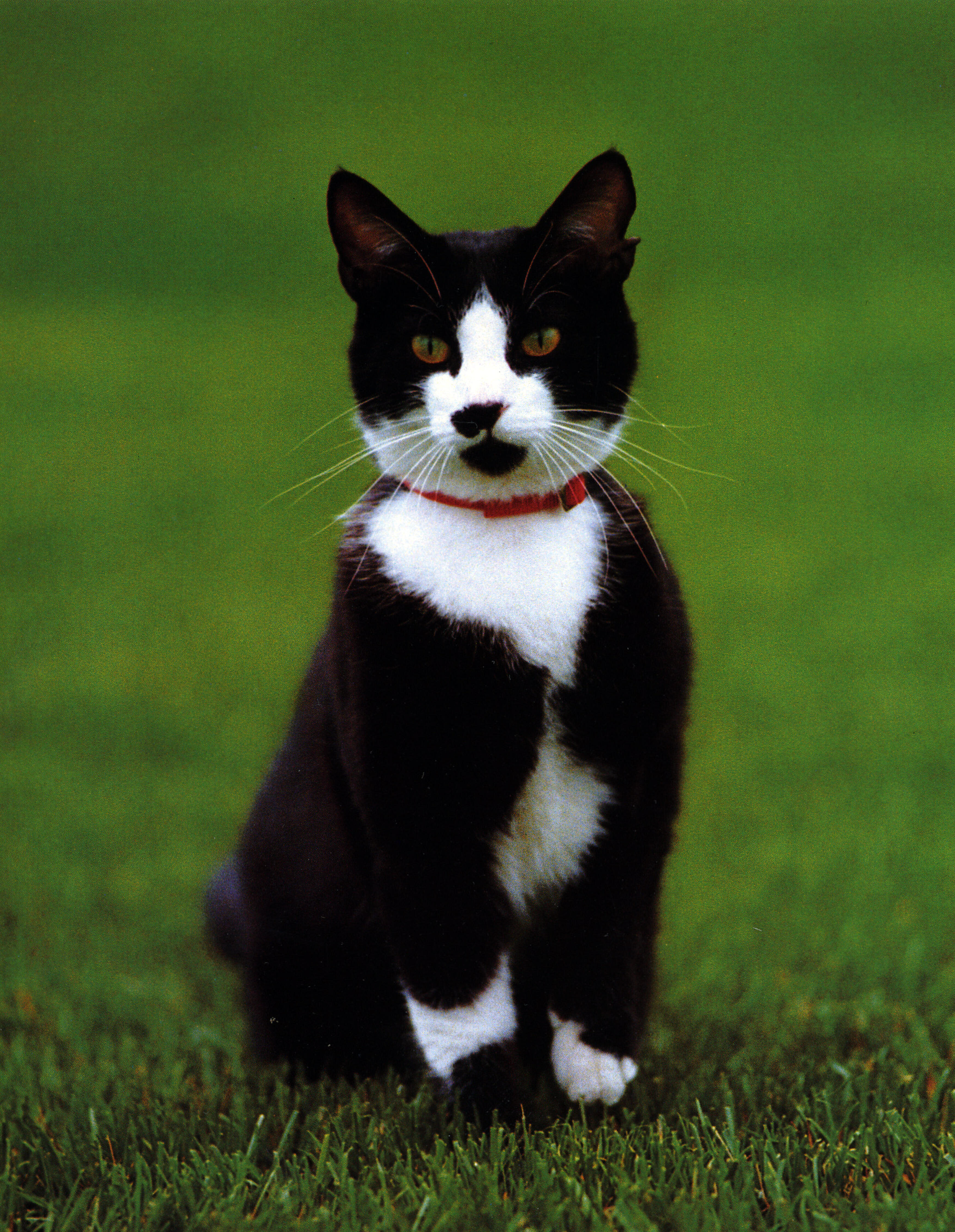 Socks sits on green grass for his official portrait on the South Lawn of the White House