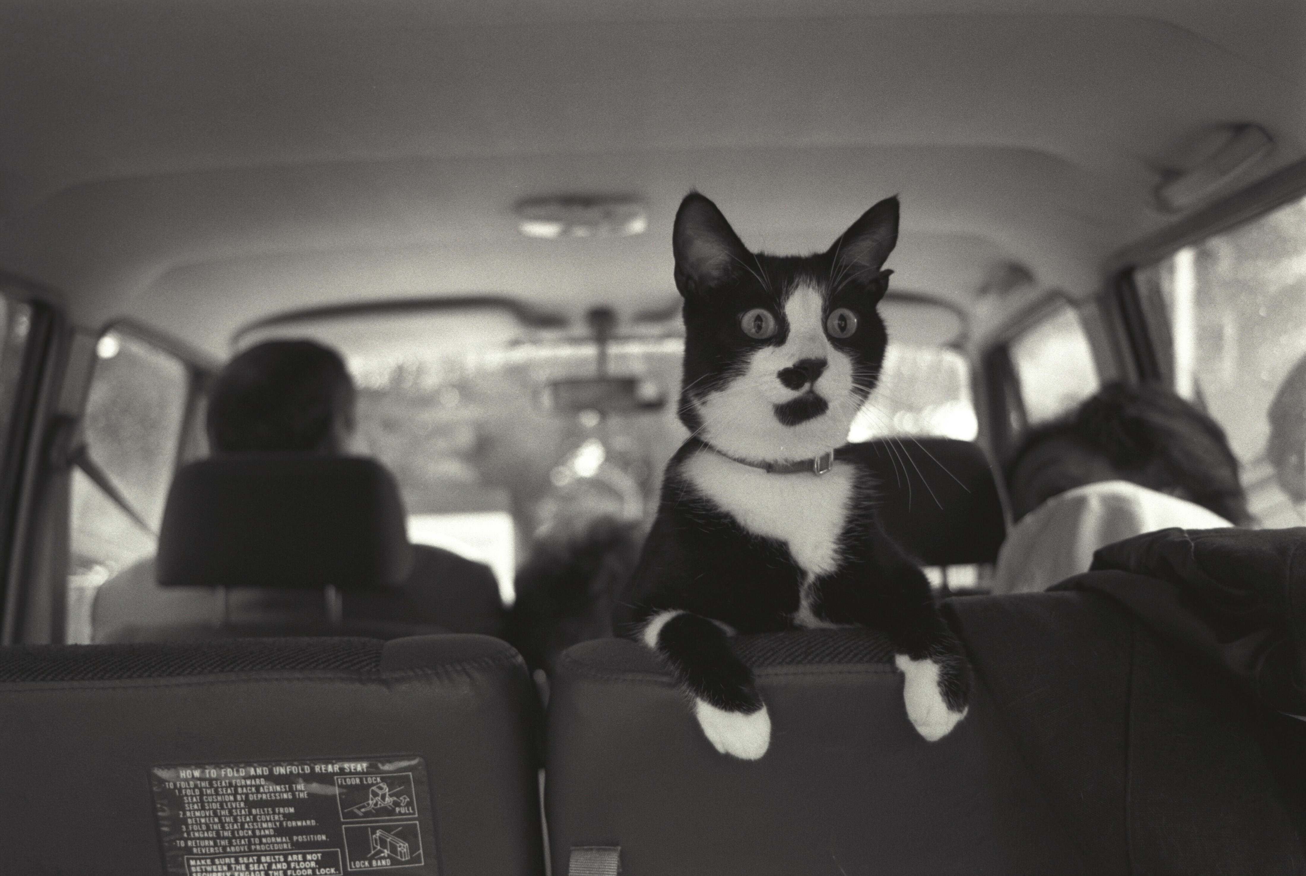 Socks the cat is perched on top of the seat inside a Van.