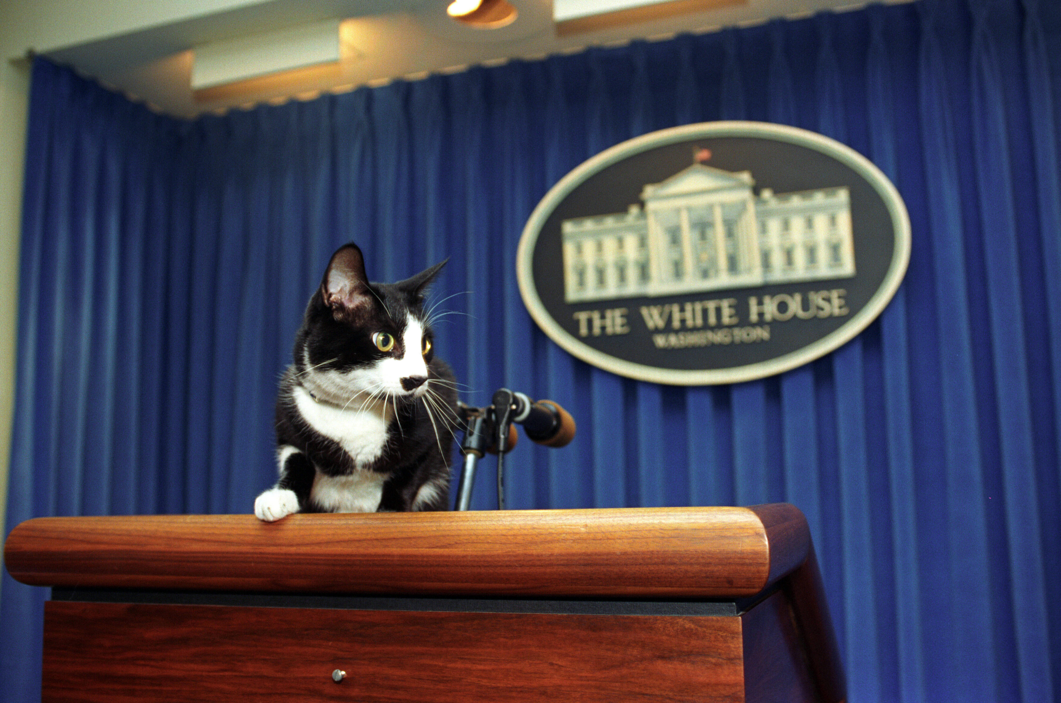 Socks at the podium in the White House Press Briefing Room