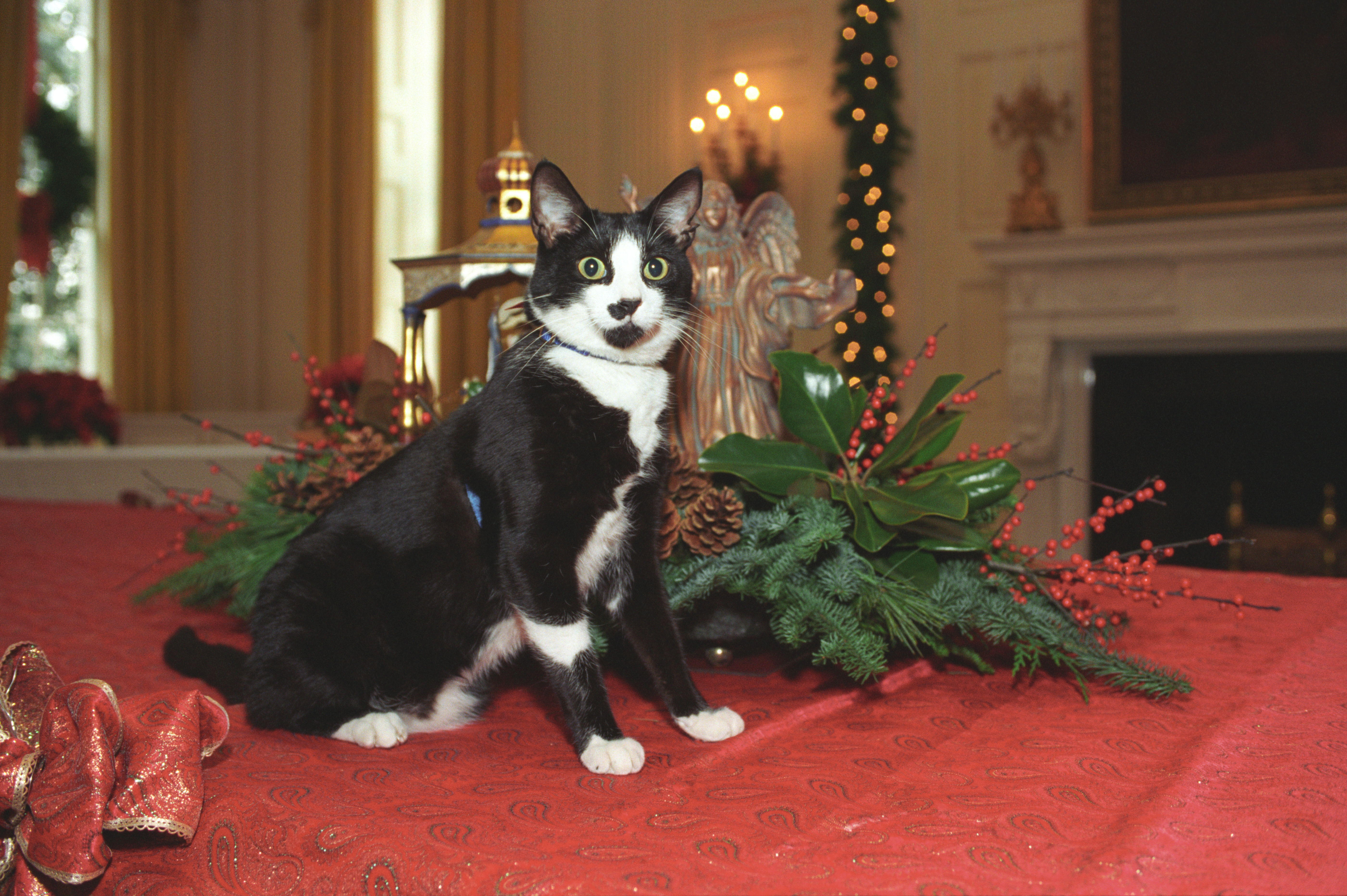 Socks the Cat sits next to Christmas decor in the White House on a table with a red table cloth
