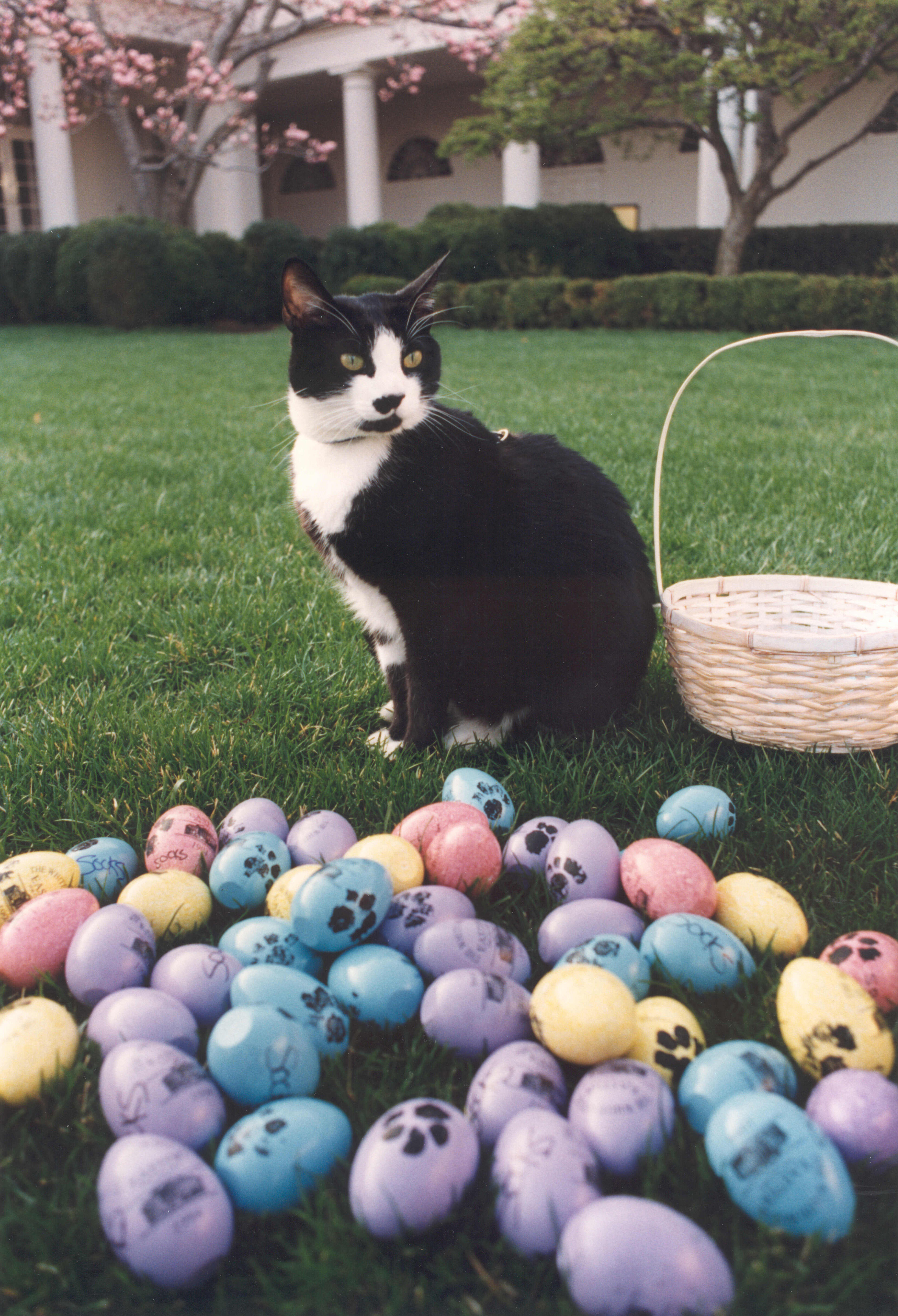 Socks the Cat sits next to Easter eggs placed in the White House Rose Garden. The pastel colored Easter eggs are decorated with cat paw prints.