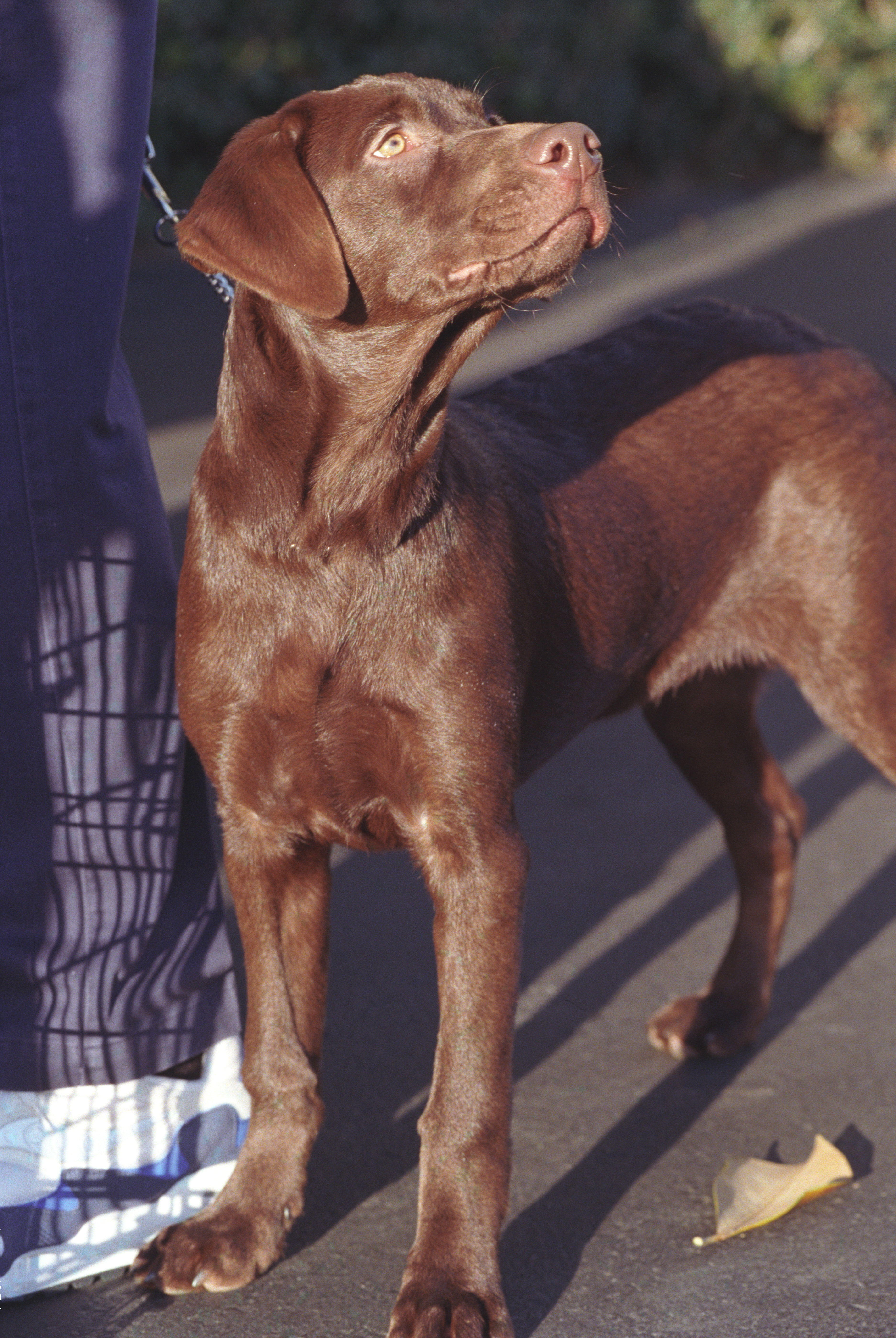 A very young Buddy, a brown Labrador dog, heels on the South Grounds of the White House