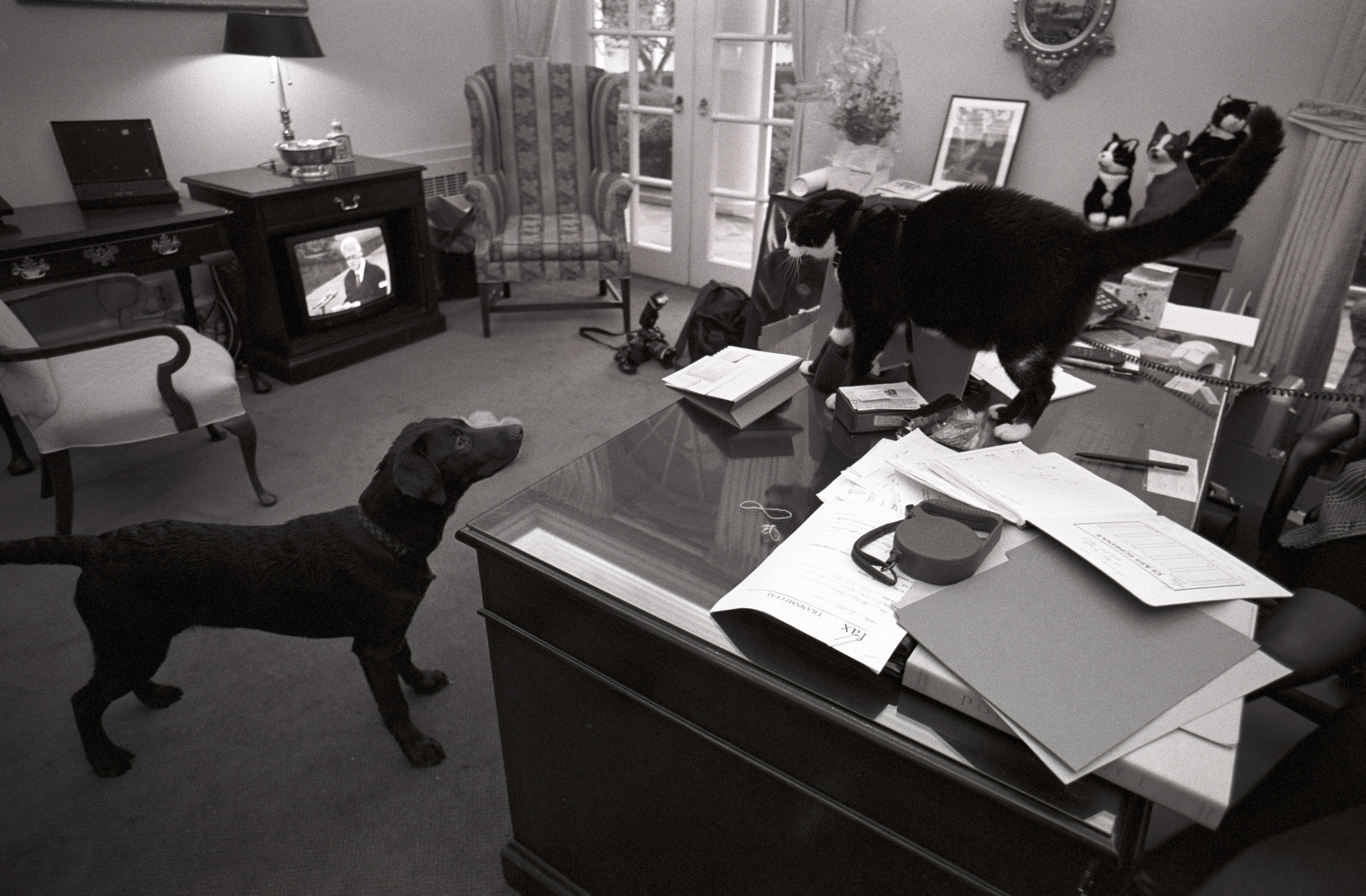Socks the cat and Buddy the dog stare at one another while Betty Currie speaks on the telephone in the Outer Oval Office of the White House