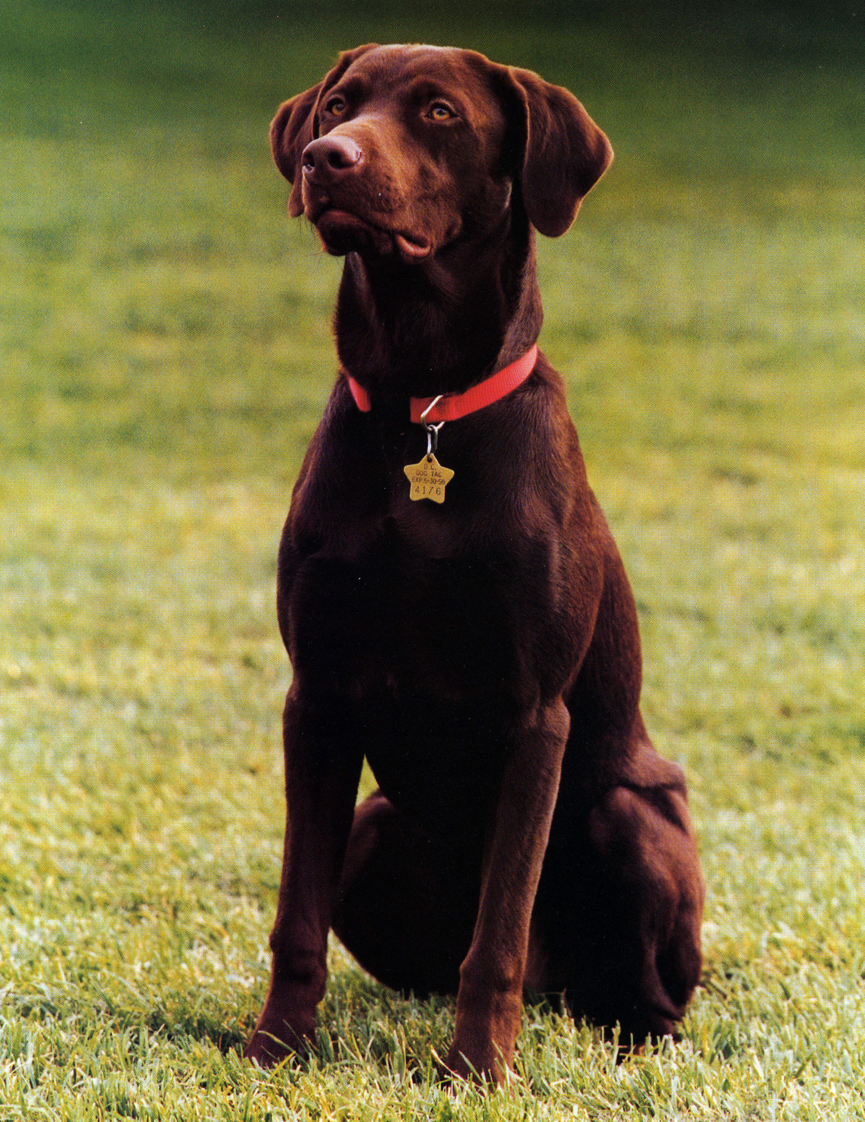 Buddy the brown Labrador dog sits for his official portrait on the South Lawn of the White House