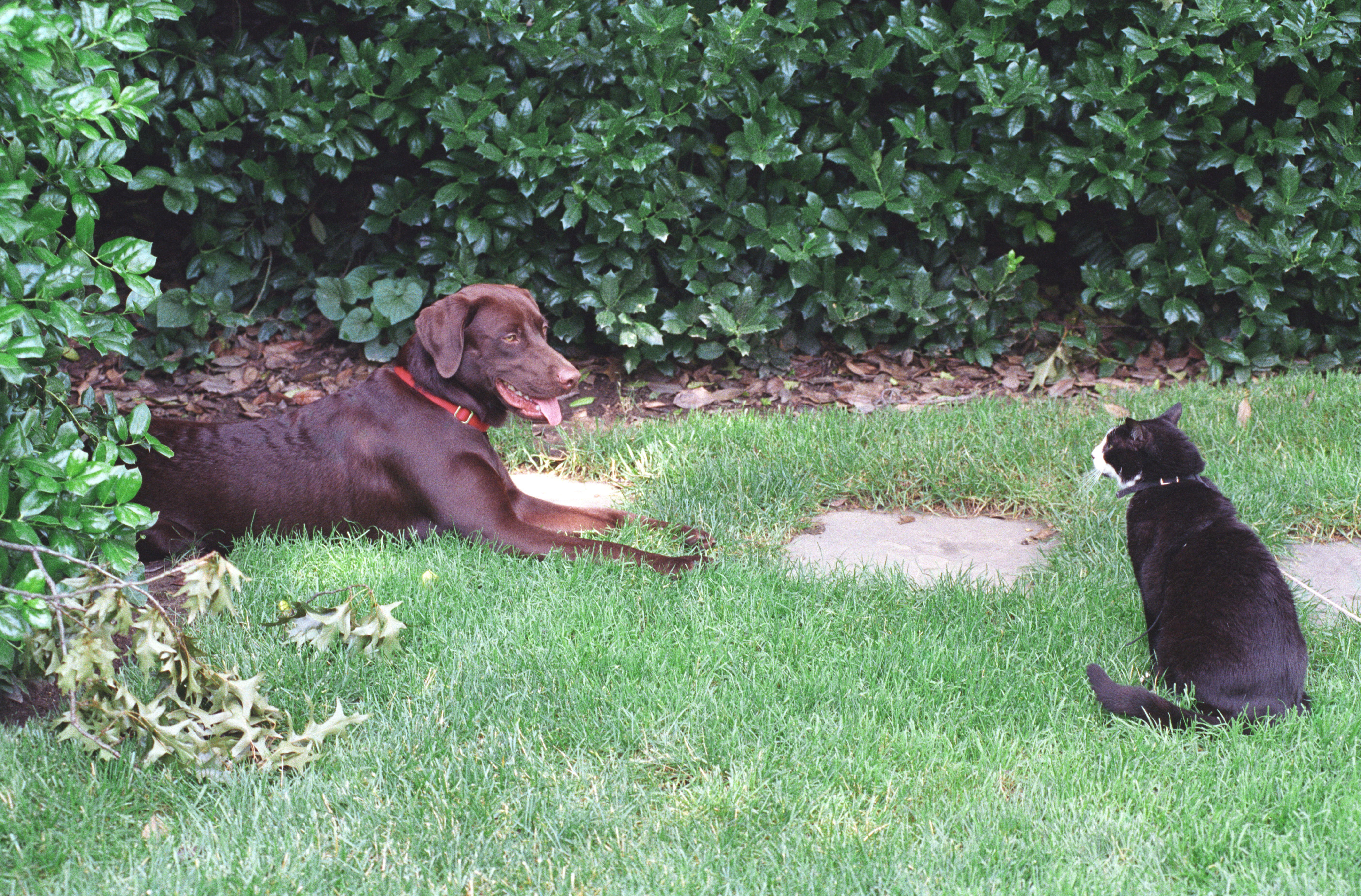 Socks the black and white cat & Buddy brown Labrador dog lays on green grass on the South Lawn of the White House. Buddy is partially obscured by green hedges