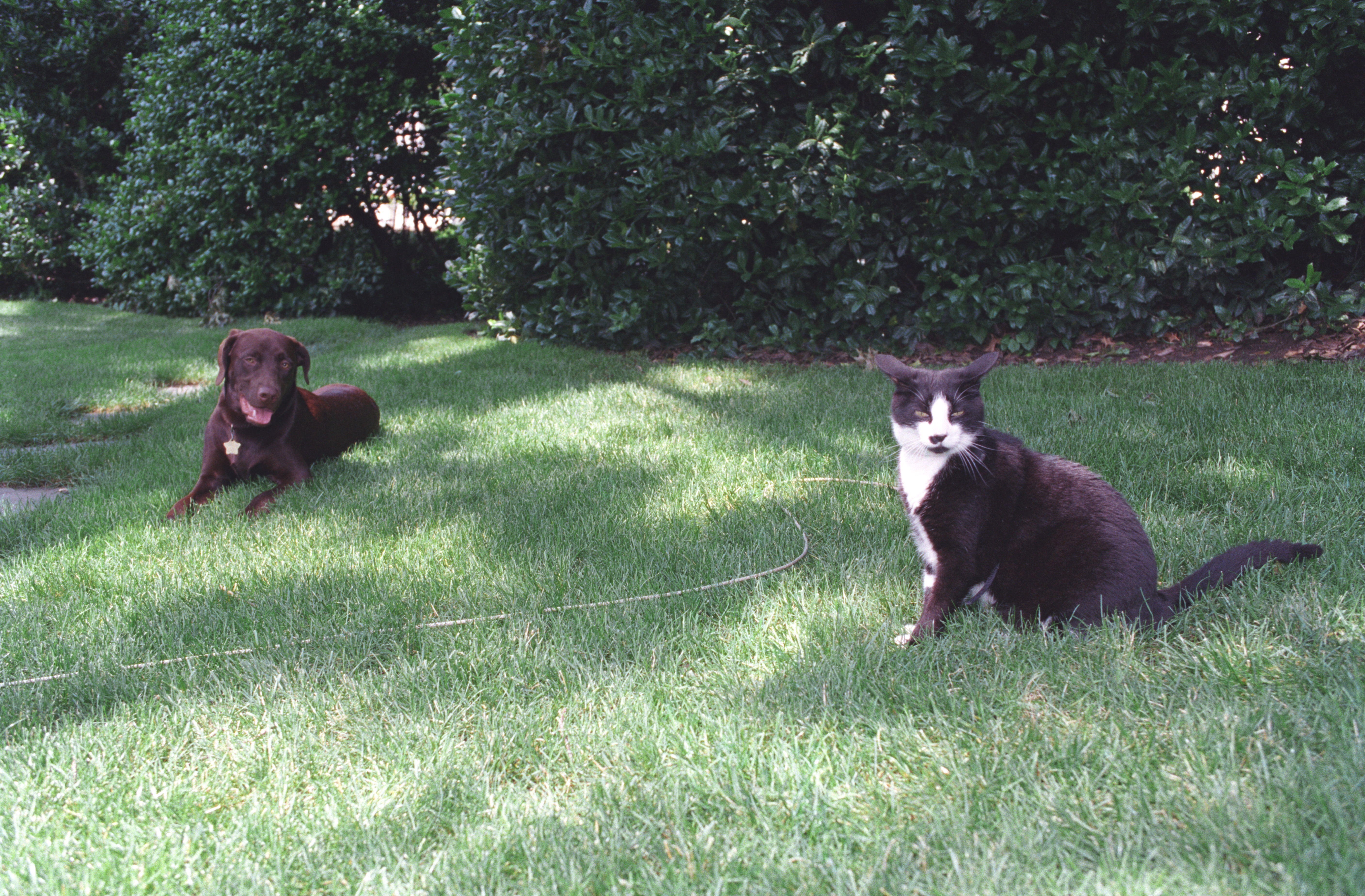 Buddy the dog and Socks the cat lay on the grounds of the South Lawn outside of the White House