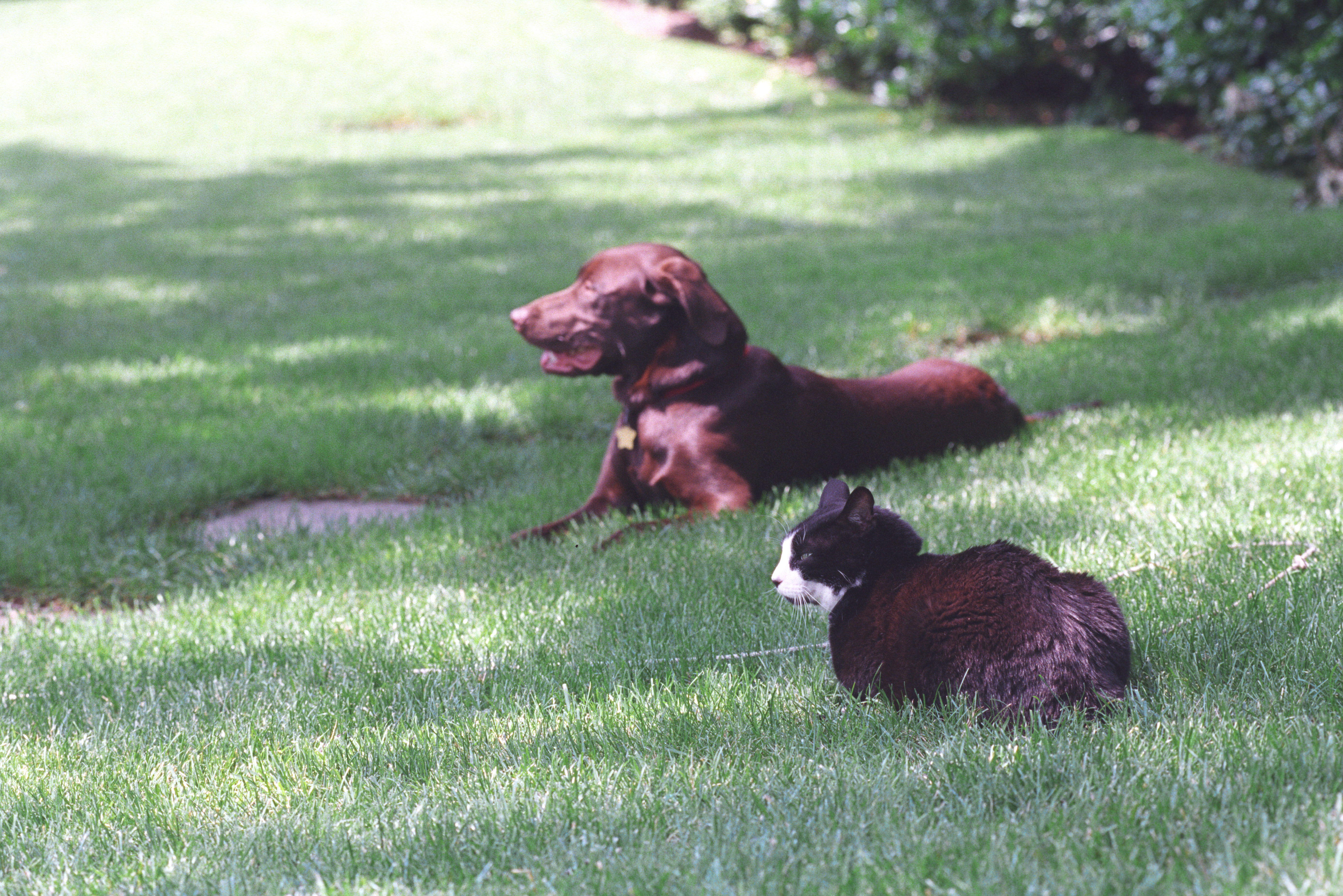 Socks the black and white cat & Buddy brown Labrador dog lay on green grass on the South Lawn of the White House