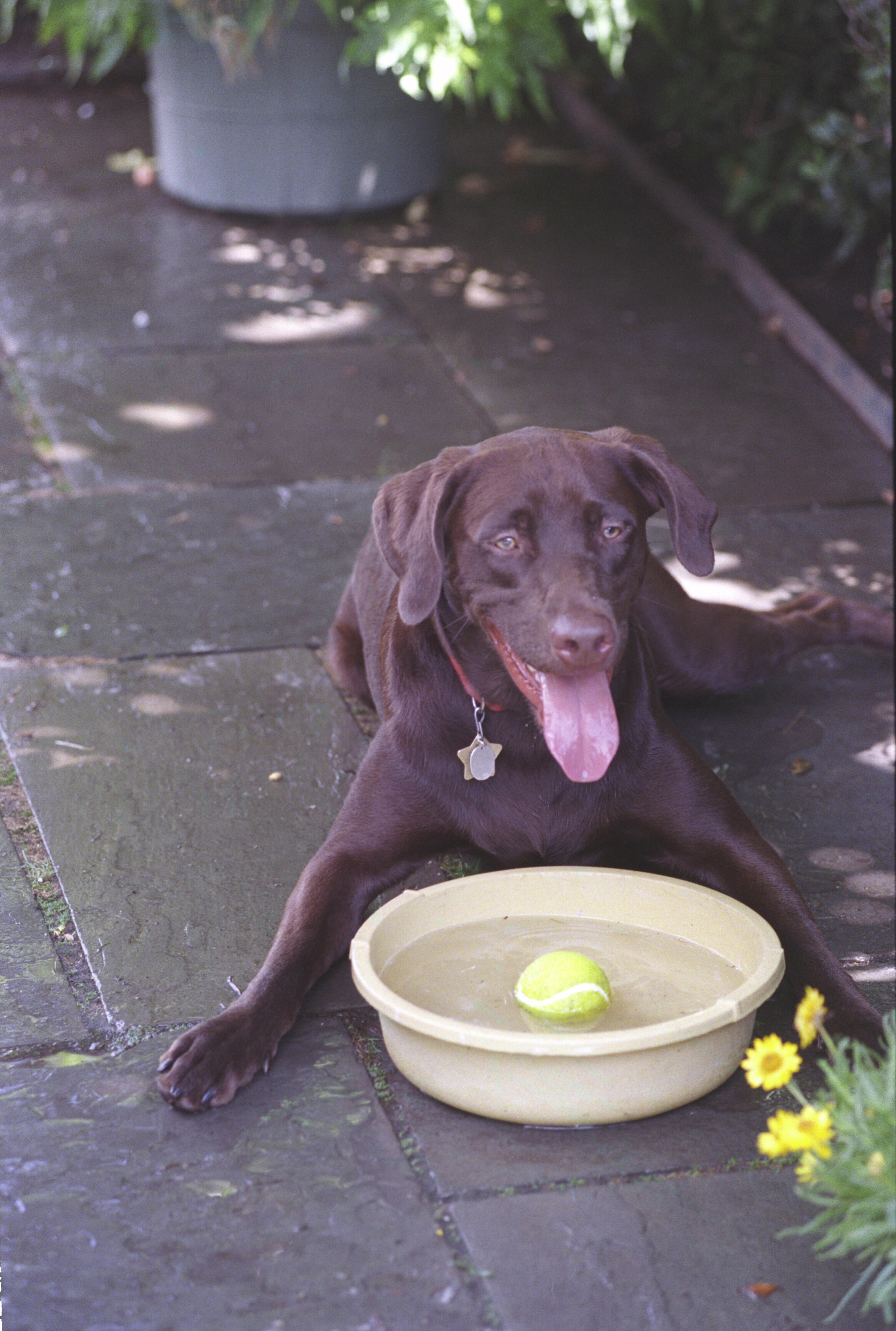 Buddy the brown Labrador dog lays and pants in front of his water bowl. He has placed a green tennis ball in his water bowl