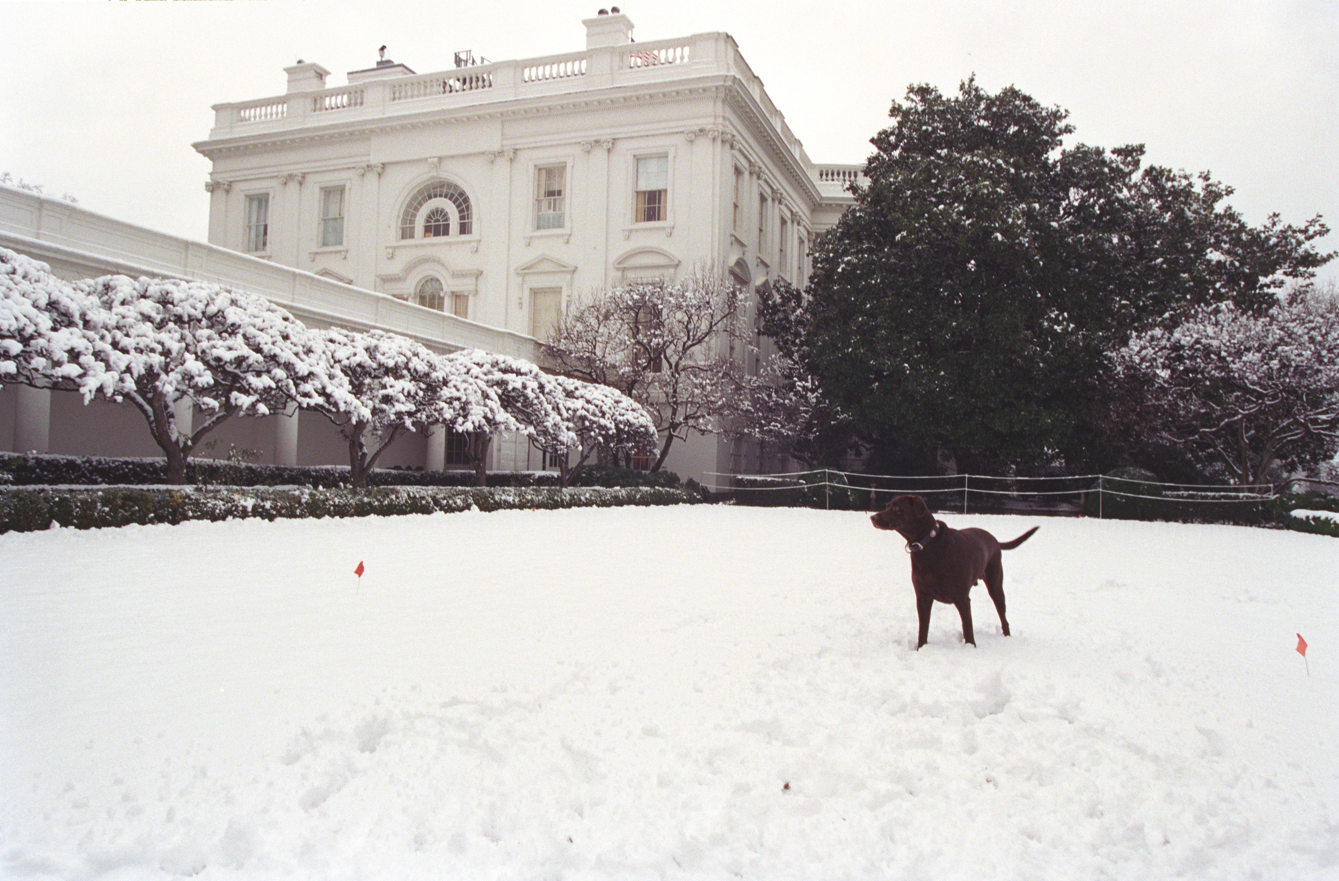 Buddy the brown Labrador dog plays in the snow at the White House. The White House is visible. Snow is covering the ground and the bushes in the background.